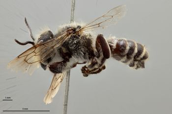 Media type: image;   Entomology 786071 Aspect: habitus lateral view